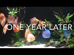 Stendker One Years Growing In Two Minutes