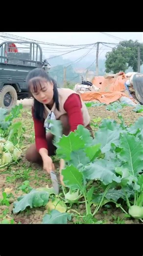 harvesting kholrabi vegetables in the garden, to sell at the market #ontario #architecture #works