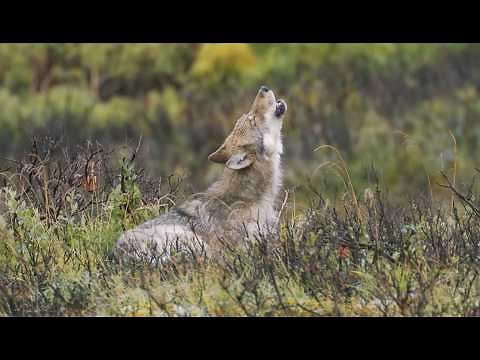 Animal Super Senses: SMELL AND TASTE