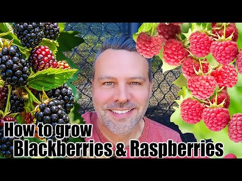 How to Grow Blackberries and Raspberries