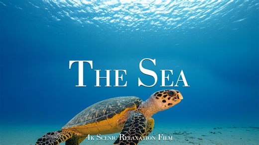 4Kで見る海中の自然の世界