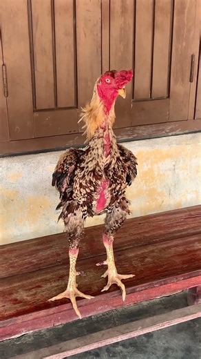 Golden java#reels #foryou#viral#viralvideo#shorts#shortvideo#aseel#aseellovers#support #subscribe