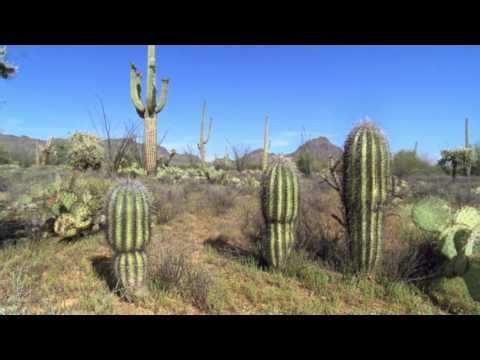 All About Cactus - Plants That Thrive In Deserts