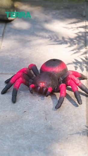 TERRA BY BATTAT™ on Instagram: "️ Insect Week Spotlight: Our creepiest classic—our RC Tarantula! ️ This eight-legged favorite moves just like the real deal (but way more fun, we promise ). Whether your kiddo is all about sneaky pranks or just loves creepy-crawly fun, this Terra classic never fails to amaze! Tag a parent who would totally scream if they came across this little guy! ️ #InsectWeek #TerraByBattat #RCTarantula #CreepyCrawlyCool"