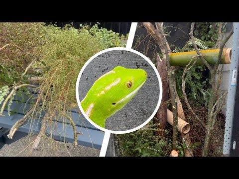 How to Build the Ultimate Outdoor Gecko Habitat: New Zealand Green Gecko (Naultinus grayii)