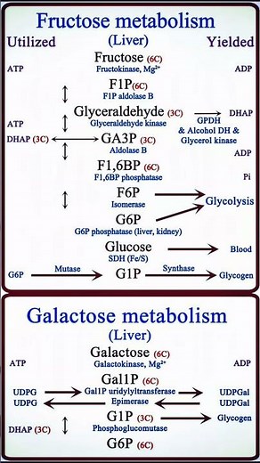 fructose and galactose metabolism biochemistry #fructose #galactose #mbbsbooks #njoybiochemistry