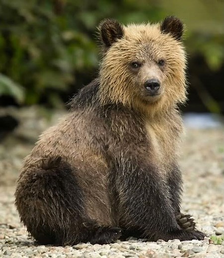 Grizzly Bear Cub Sound Effects 🐻 🔊