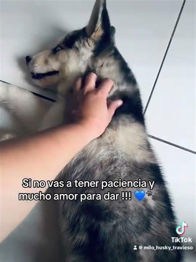 😊💙🐾 #pets #amoamimascota #husky #huskysiberiano #mascotas #perros