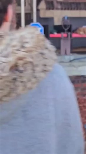 Rebel Dogs Detroit on Instagram: "🚨JUST RESCUED — DOG REFUSING TO LEAVE PORCH SONCE SUNDAY!🚨 We were contacted about a dog who had been stuck on a porch since Sunday. DPD asked us to step in — and when we arrived, we immediately spotted him passed out cold, snoring, with a blanket over him on a porch bench. 💤🛋️ It took a couple minutes (and the powerful combo of beef jerky + our voices) to wake him up — but once he did, it was clear: this is not a big macho man… this is a little baby man who