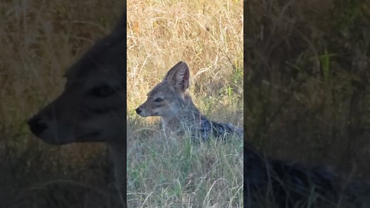 Adorable Black-Backed Jackal Spotted in the Wild