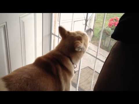 Akita Barking