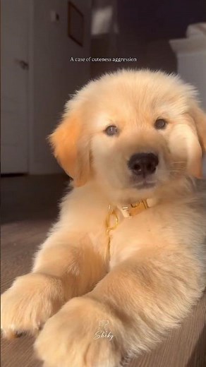 Cute Golden Retriever Dogs 🐶 | How Cute They Are! #GoldenRetriever #CuteDogs