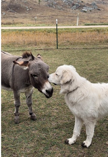 Unlikely Friendship: Mini Donkey and Great Pyrenees Dog