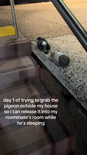 Catching Pigeons: Day 1 of Roommate Prank