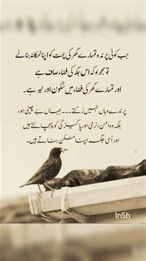 When a bird makes the roof of your house its home. #motivationalquotes #birds #roof #home