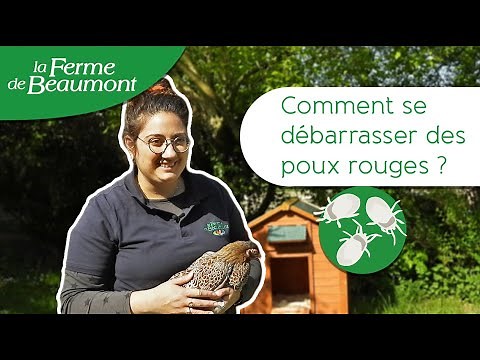 Comment se débarrasser des poux rouges dans le poulailler ? Conseils de la Ferme de Beaumont