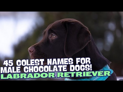 The 45 Coolest Names for Male Chocolate Labradors!