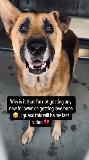 They say I’m too old, too scared, too broken… but I know what I am — I’m still love waiting to happen. 🐕❤️ Your follow can help the world see that every life, no matter how small or forgotten, still matters. #doglover #shelterdog #dog #dogsmile #cutedog #follow #love #RescueUSA #rescuedog #adoptme #adoptdontshop #pet #petlovers | Hildah Louise