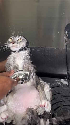 Antonio Smith on Instagram: "Welcome back Gidget😻 #mainecooncat"