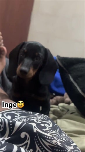 Inge Gaming el salchicha es de sistema🤓 #pc #tecnologia #wifi