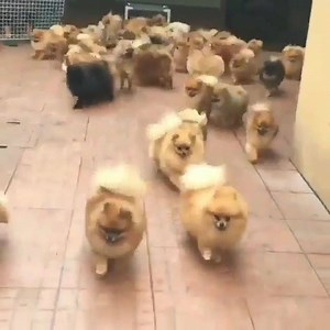89K views · 2.4K reactions | Pick up some pomeranian dogs  | Pomeranian Dogs | Facebook