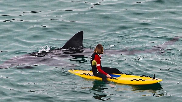 Incredible Footage Shows Huge Basking Shark Swimming Just Meters From Kayakers In UK Bay
