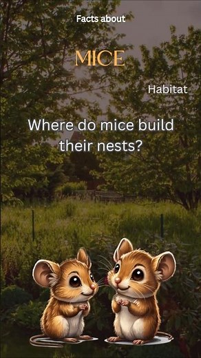 Mouse Fact 33 - Where do mice build their nests?