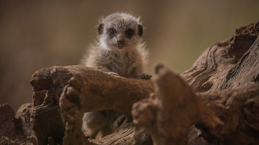 From cost to parking, your guide to a day out at Chester Zoo