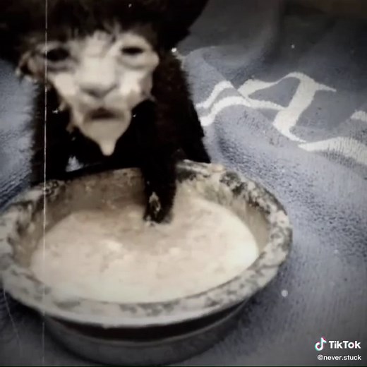 Funny Black Cat Drinking Milk Meme Compilation