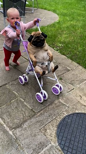 127K views · 1.8K reactions | Toddler Takes Pug For Stroll  | Lessons Learned In Life | Facebook