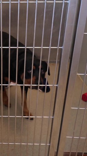 Emma was growling and terrified until this happens 🥹 @AFVpets #shelterdog #rottweiler #animalshelter #dog