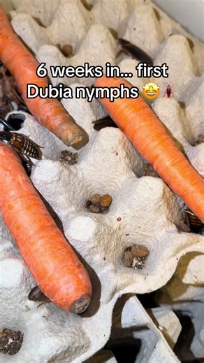 First Dubia Nymphs Spotted After 6 Weeks