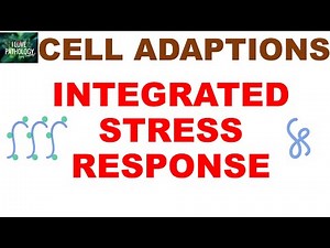 Integrated Stress Response (ISR) | Cell Stress Pathways, eIF2α, ATF4 & Disease Links Explained