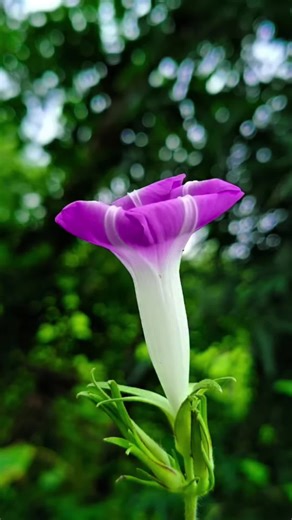 Capturing Moments with an HD Camera