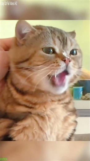 Alien Cat has zoomies at 3AM - Funny Pet Video 📢 Share Now!