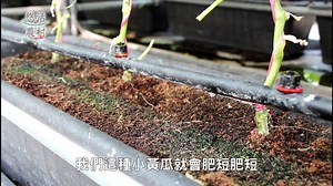 329K views · 4.9K reactions | 【外埔超清爽鮮甜水果小黃瓜】...