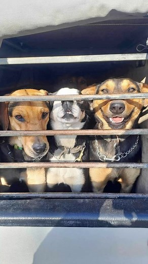 🐾🐾🐾 . #nzworkingdogs #nzworkingdog #huntaway #huntawaynz #nzhuntaway #nzheadingdog | The Shepherd