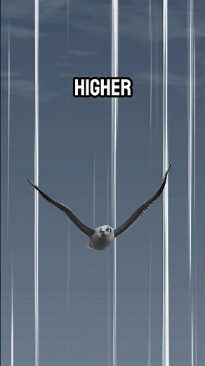 Could Birds Fly to Space?