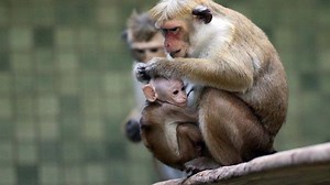 The Young Animals [1970] | newest movies