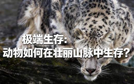 [中配]极端生存：动物如何在壮丽山脉中生存？ - Savage Nature
