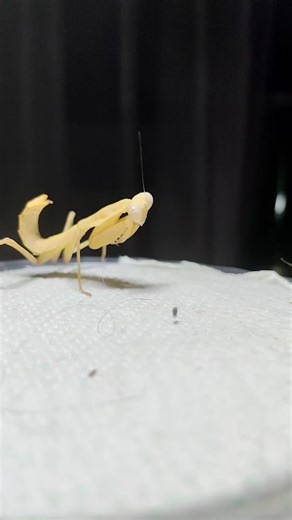 Muszę dać że AI bo tik tok pewnie usunie bo straszne