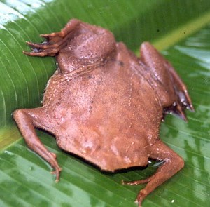 Common Suriname toad - Alchetron, The Free Social Encyclopedia