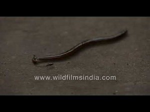 Hammerhead Worm or Bipalium: 'Alien' earthworm crawling in Delhi?