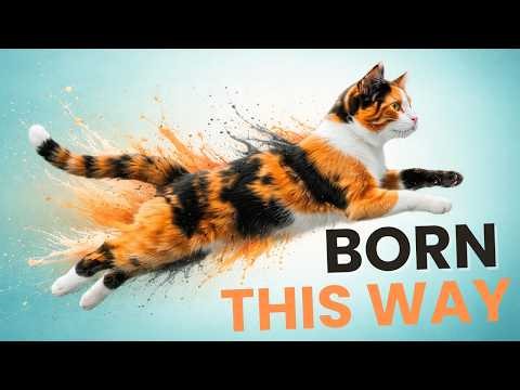 Inside the Calico Code: The Genetic "Accident" That Creates These Coats