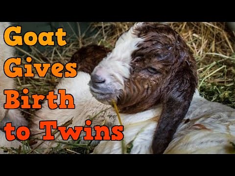 Goat Giving Birth to Twins