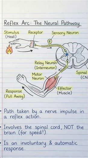Reflex arc:Neuron pathway #biology