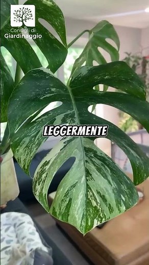 🌱 Monstera: Foglie Perfette e Cura Facile 🌿 || #monstera #plantcaretips