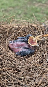 His beak is pitch black, he is a male White Rumped Shama bird.. | Jejak Manok