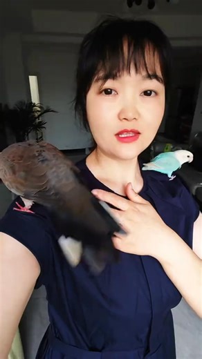 19K views · 561 reactions | In Hubei province, this lovely Spotted Dove (珠颈斑鸠,Spilopelia chinensis) was rescued by this lady when it was a chick, and has become her friend. The species has been introduced to many parts of the world. ❤唐米莉 ❤❤❤ #Nature #Peace #wildlife #China #love #travel | Lin hillside | Facebook