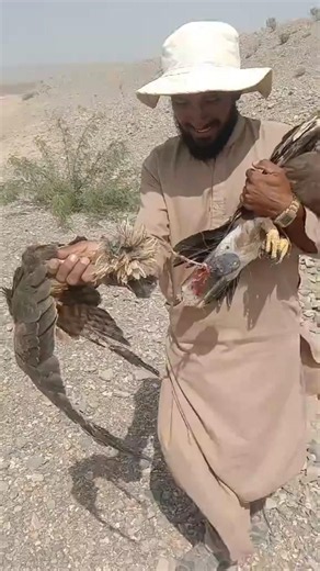 "Caught a Golden Eagle 🦅 using a Hawk Eagle #birds #wildlife #nature #falconry #Malik Hunter Falcon